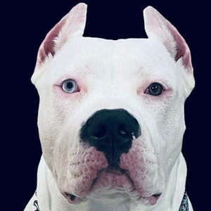 Meet your Posher, Bullies of royalty llc